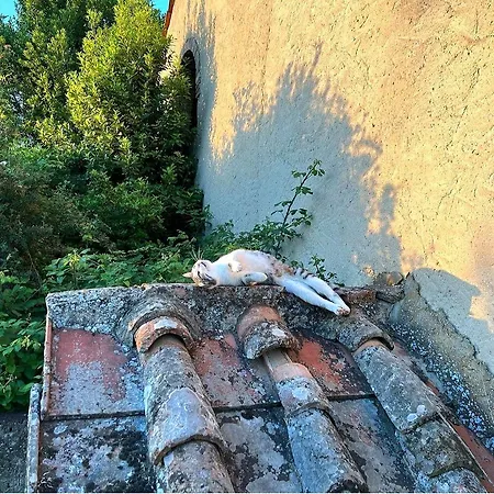 La Volpina